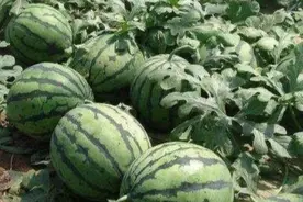 露天西瓜快成熟的时候会有虫眼吗，应注意些什么图片