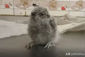 猫头鹰在油烟机管道里养一窝崽，房主为照顾这一家子弃用厨房图片