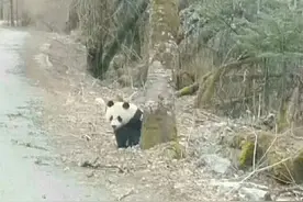 四川.平武的别样风情之特色药蜜与熊猫蜂蜜图片