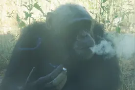 罕见：这是哪家的猩猩，竟然自己动手抽烟，爽到狂摇头！视频封面