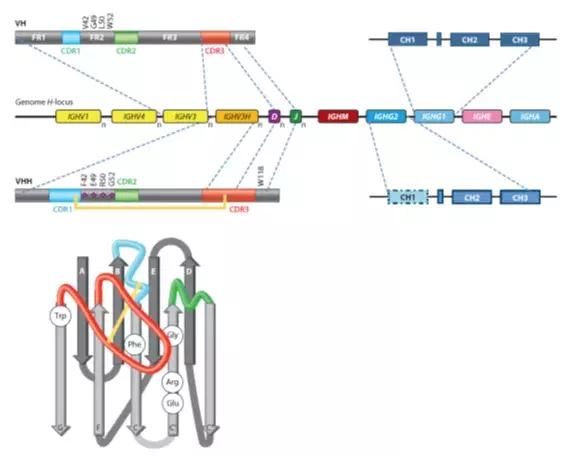纳米抗体：天然的单域抗体
