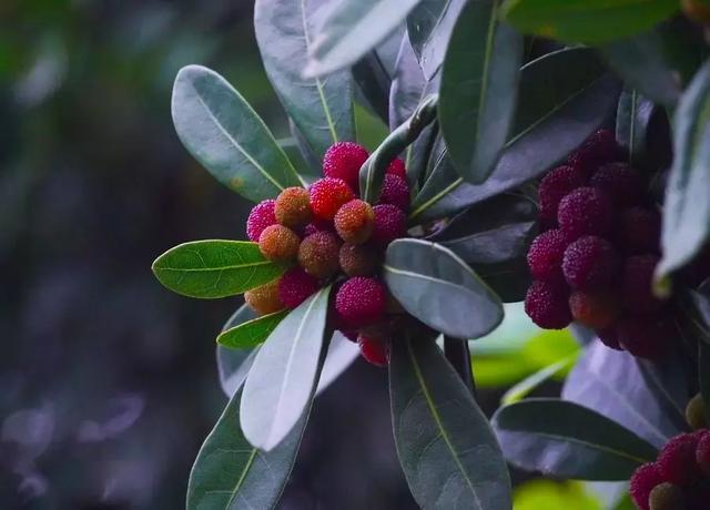 每颗杨梅都有虫子？万万没想到的杨梅小知识