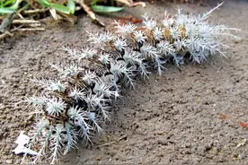 最快15个小时致人死亡，世界上最毒的毛毛虫，触之全身内出血而亡图片