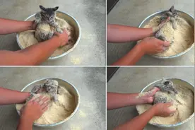 把小奶猫裹上面包糠，炸至金黄…隔壁小孩都馋哭了…图片