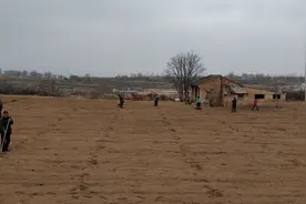 父亲的旱烟畦图片
