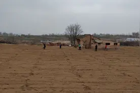 父亲的旱烟畦图片