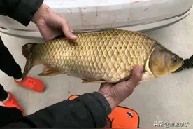 鲫鱼，曾经的淡水“美味”，为何越来越不受待见了？图片