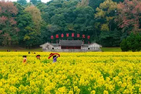 千亩花田分外香！福建这座“红色小镇”再现诗画盛景图片