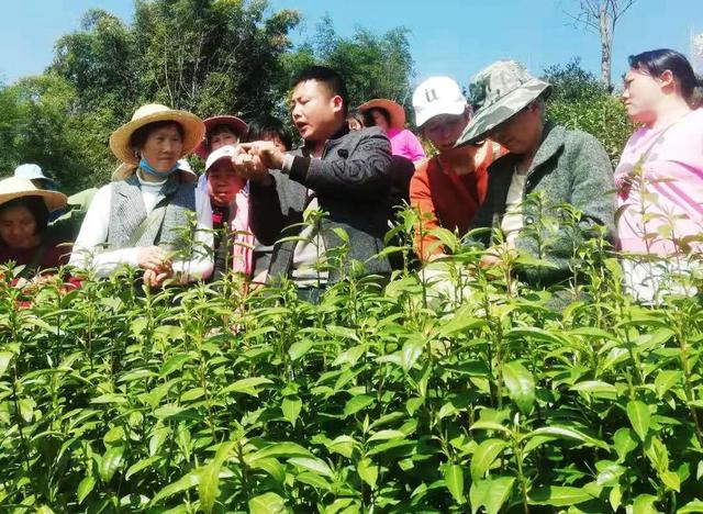 2021金果黄金茶春茶上市，供销荆选邀您品鲜
