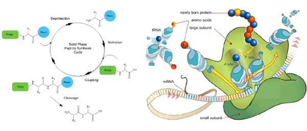 多肽合成技术原理，多肽合成方法解读