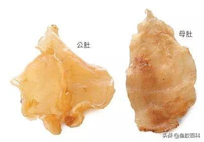 20头鱼胶大概多少钱一斤 20头的鱼胶一般多少钱