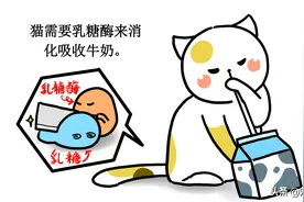 猫喝牛奶好吗？它对猫来说是健康的食物吗？哪款牛奶喝得更放心？图片