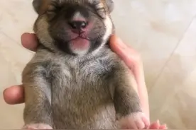 是不是很萌，刚出生5天的小奶狗，你能看出是什么品种么！猜猜图片