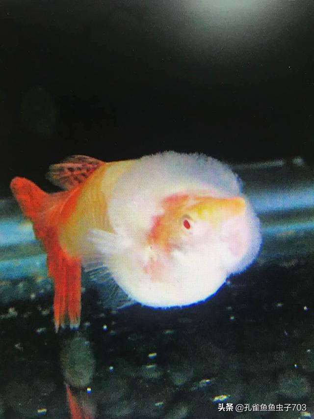 孔雀鱼肚子大鱼鳞立起来