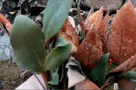 这种草长在石头上，形如枯草，价值却不简单，药店老板：利润贼高图片