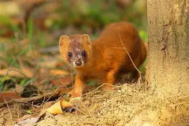 黄鼠狼全身是宝，为什么很少有人愿意养殖？养殖户：真养不起啊图片