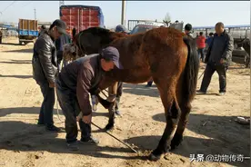 修蹄钉马掌手艺已经成为记忆，这位师傅简陋的设备全活拿下图片