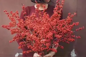 来自荷兰，但生来中国红，花材中的“爱马仕”，果期长达150天图片