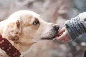 狗狗一生中有6大愿望，希望主人能帮它完成图片