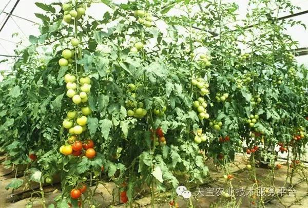 杀菌剂混用配方及注意事项！