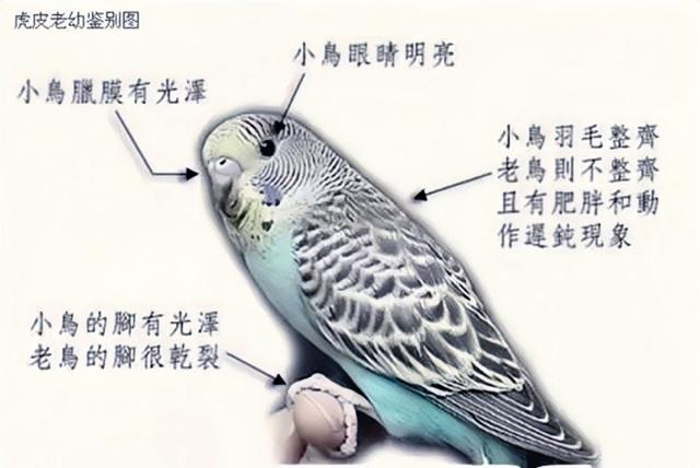 虎皮鹦鹉鱼鳞和珍珠图片