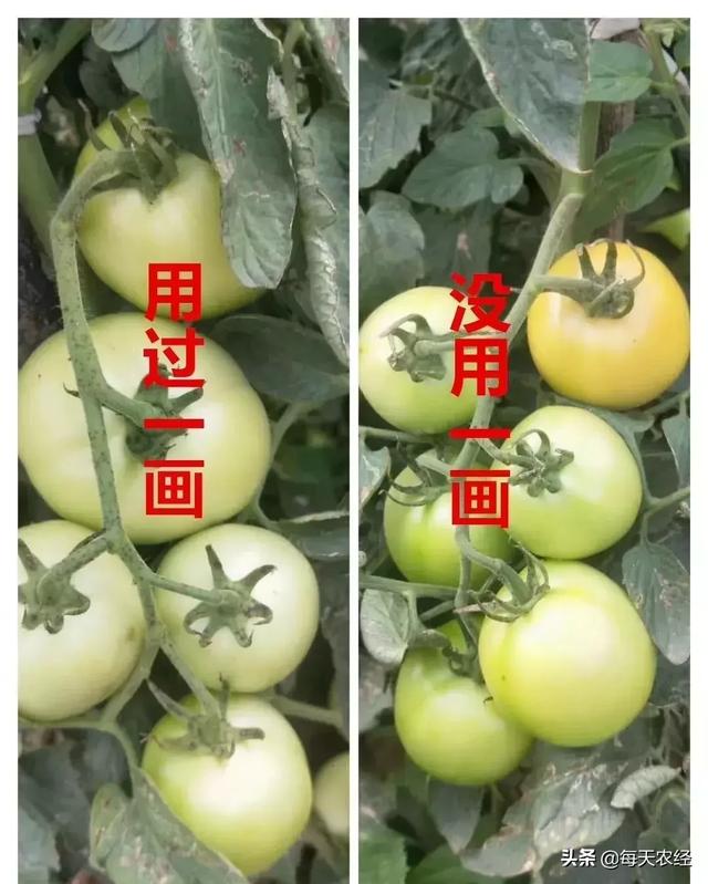 新型一画有机氮肥横空出世，效果吊打传统尿素
