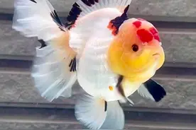 金鱼怎么养？看完就知道了图片