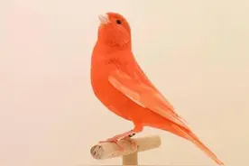 金丝雀保持羽色艳丽好方法图片