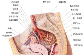 女性生殖系统解剖分享图片