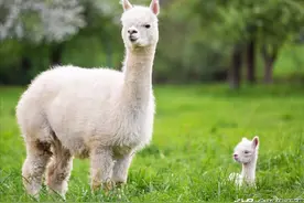 女子将胡萝卜咬开两节喂羊驼，反遭吐口水！是遭报复还是被嫌弃？图片