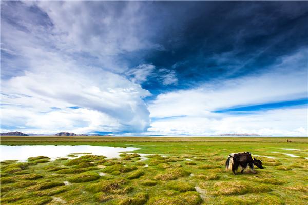 西藏的这个特产浑身都是宝，大人小孩都爱吃！
