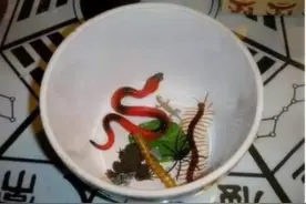 “蛊”究竟有什么用？为什么历朝律法对养蛊行为的处罚如此严重？图片