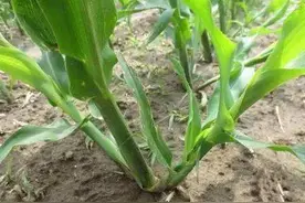 玉米丫子用不用掰？农民朋友不用纠结了，本篇文章告诉你！图片