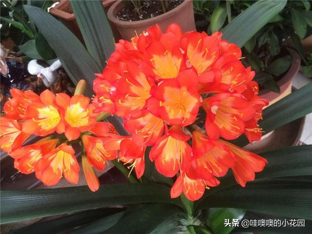 养君子兰、兰花，盆里加3料，白根粗壮，叶片挺拔，开花娇俏