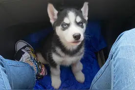 傻强传｜狗中龙凤哈士奇，我命由我不由天图片