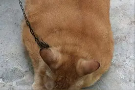 女子带橘猫出门遛弯，路人纷纷拿出手机拍照：还是头一回见图片