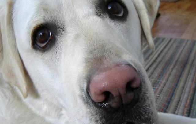 鐙楃嫍榧诲瓙鈥滄帀鑹测€濅簡锛熷彲鑳芥槸楗插吇涓嶅綋鎯圭殑绁? onerror=