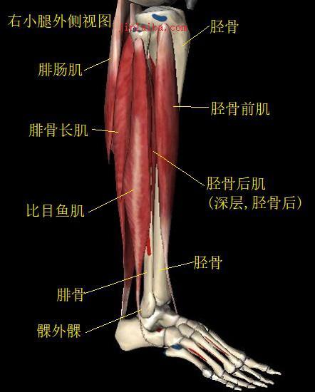 踝关节的构造及扭伤机制
