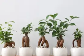 特别适合养成盆景的人参榕，那块状根太“奇葩”，原来是嫁接的图片