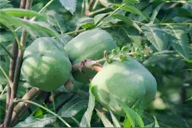 文冠果要怎么种植？一家银行，还不如种一片文冠果林图片