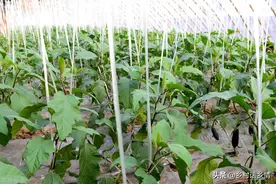 黄瓜、茄子等黄叶怎么办？试试这几个方法，到秋后叶子还浓绿图片