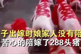 新娘家陪嫁288头猪，全贴大红喜字场面壮观：新郎家还缺个养猪场图片