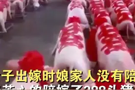 新娘家陪嫁288头猪，全贴大红喜字场面壮观：新郎家还缺个养猪场图片