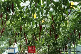 什么辣椒这么牛，三个月长到2米高，三个辣椒一斤重，什么情况图片
