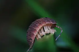 2021年“扎堆”，大连海关截获100只活体鼠妇，知道危害多大吗？图片