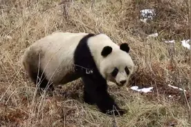 陕西秦岭长青保护区，这里有两只野生大熊猫出没图片