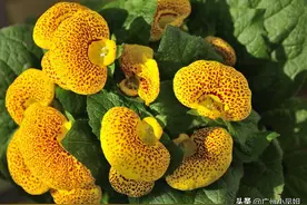 诗词诉相思：思君念君不见君图片
