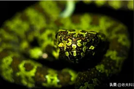 曾经千万一条的毒蛇，却成了毒蛇当中的吊车尾，莽山烙铁头图片