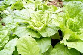 秋季种植白菜，播种前做好两件事，白菜后期少病少虫，产量很高图片