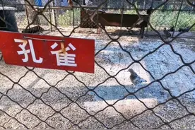 生平见过“最敷衍的动物园”，网友：那位“野猪”实在太过分了图片